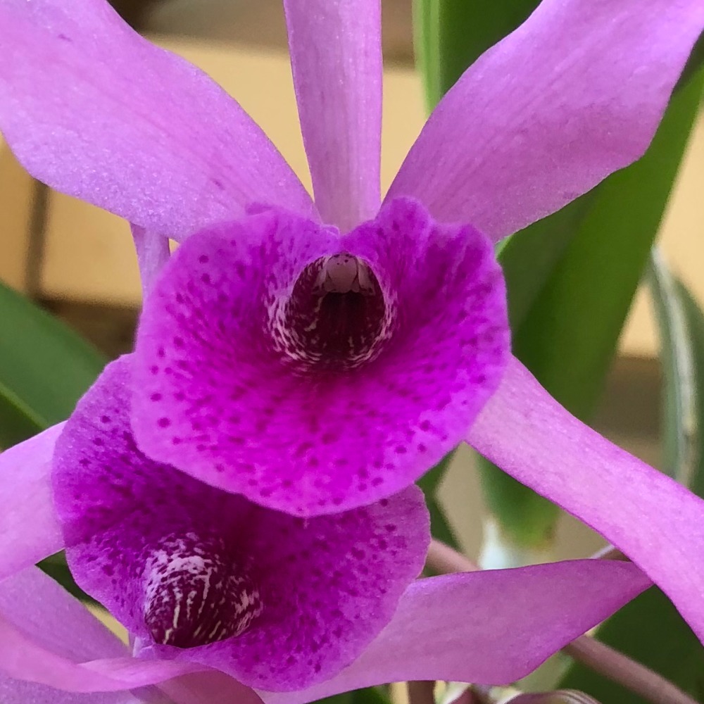 Meet your Posher, Carmela